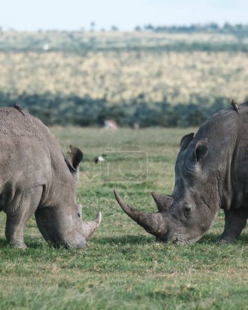 Par de rinocerontes negros pastando pacíficamente en Ol Pejeta Conservancy.