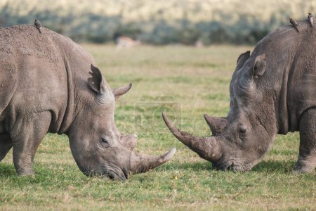 Paire de rhinocéros noirs broutant paisiblement à Ol Pejeta Conservancy.