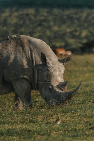 Rhinocéros noir accompagné d'un oiseau à Ol Pejeta, Kenya.
