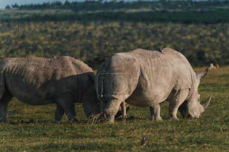 Black rhinos grazing in unison on the Ol Pejeta plains.