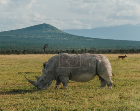 Rhinocéros noir accompagné d'un oiseau à Ol Pejeta, Kenya