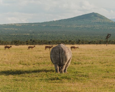 Un rhinocéros noir marche avec une toile de fond pittoresque de montagne à Ol Pejeta