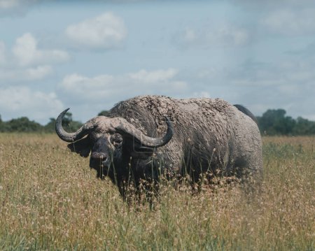 Mud-caked water buffalo stands vigilant in Ol Pejeta grasslands