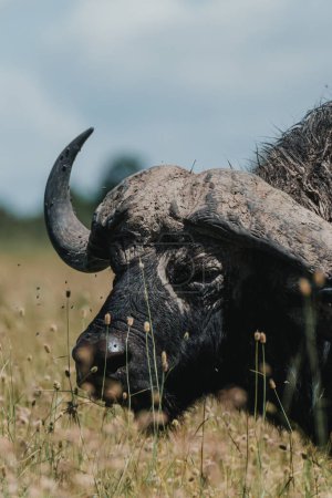 Mud-caked water buffalo stands vigilant in Ol Pejeta grasslands