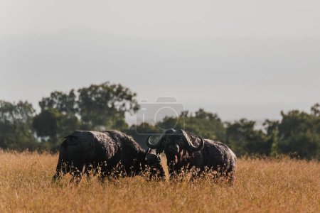 Young male water buffalos grazing at golden hour in Ol Pejeta