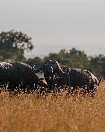 Joven macho búfalos de agua pastando a la hora dorada en Ol Pejeta