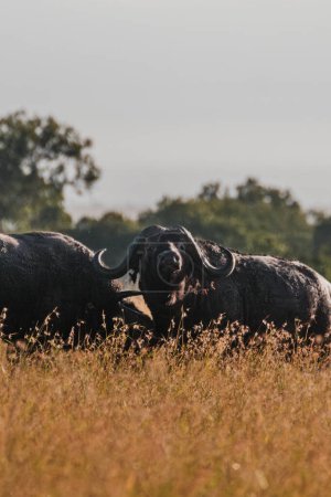 Young male water buffalos grazing at golden hour in Ol Pejeta