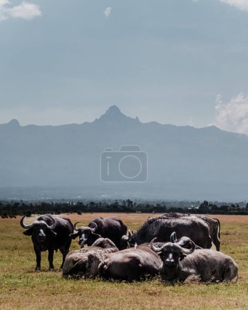 Ruhige Wasserbüffelherde vor der majestätischen Kulisse des Mount Kenya