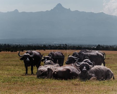 Troupeau de buffles d'eau au repos avec la majestueuse toile de fond du mont Kenya