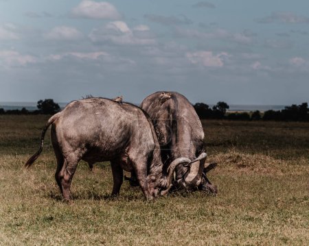 Photo for Dominance on display: Fighting water buffalos in Ol Pejeta's plains - Royalty Free Image