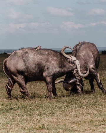 Photo for Dominance on display: Fighting water buffalos in Ol Pejeta's plains - Royalty Free Image