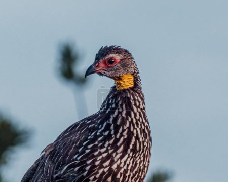 Photo for Yellow-necked Spurfowl perched, vivid in Kenyan dawn. - Royalty Free Image