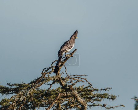 Weißbauchvogel auf Akazien in Masai Mara