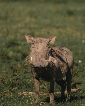 Warthog stares directly, tusks prominent, in Masai Mara