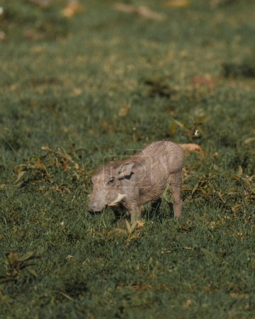 Warthog juvénile se déplaçant à travers les prairies Masai Mara