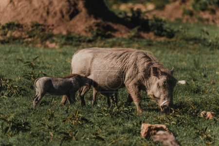Warzenschweinmutter füttert Ferkel in üppiger Masai Mara