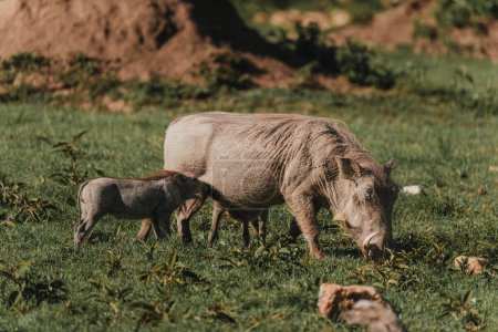 Warzenschweinmutter füttert Ferkel in üppiger Masai Mara