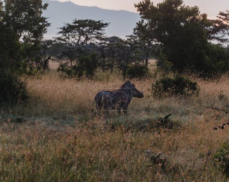 Lumière de l'aube sur Warthog dans les prairies du Masai Mara