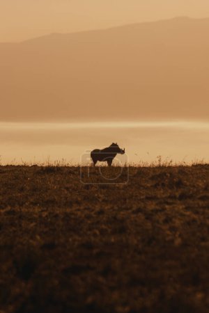 Warzenschweinsilhouette gegen die goldene Morgendämmerung, Masai Mara