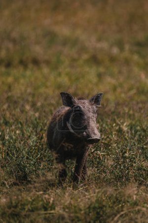 Warzenschwein starrt direkt in Masai Mara, Stoßzähne ragen hervor