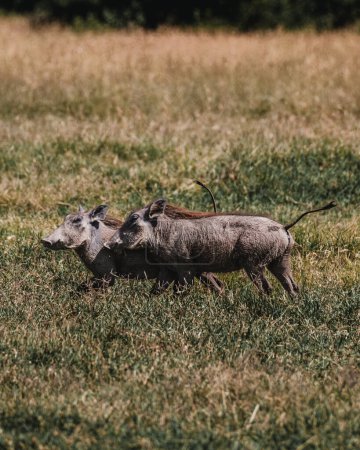 Warzenschweine grasen im üppigen Masai-Mara-Grasland