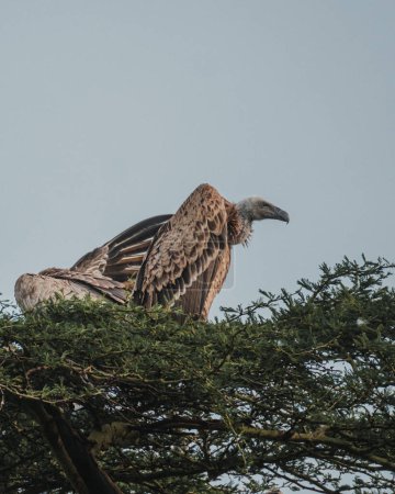 White-backed Vultures gathered in acacia, Masai Mara
