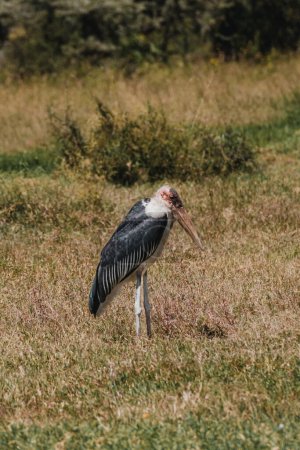 Marabou Storch im Gras, markantes Profil, Masai Mara