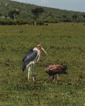 Photo for Marabou Stork in grass, striking profile, Masai Mara - Royalty Free Image