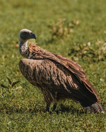 Ruppell's Griffon Vulture close-up, detailed plumage, Masai Mara