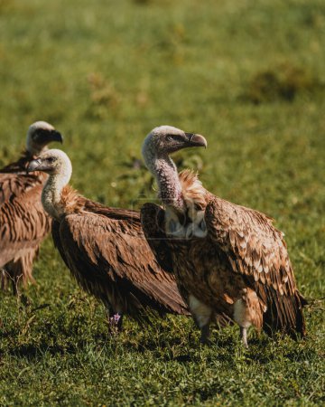 Gros plan sur Griffon Vulture de Ruppell, plumage détaillé, Masai Mara