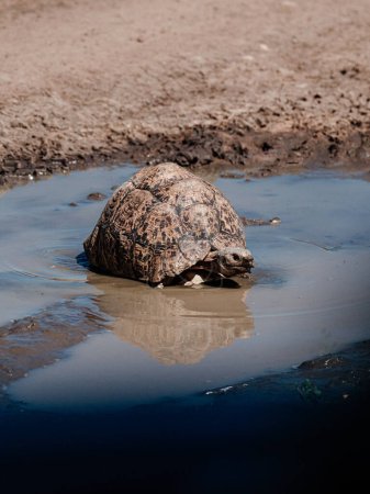 Leopard tortoise traverses green Masai Mara