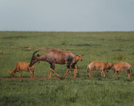 Topis and calves grazing, Masai Mara, Kenya
