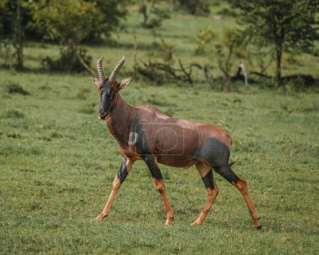 Foto de Topi permanece alerta en los pastizales de Masai Mara - Imagen libre de derechos
