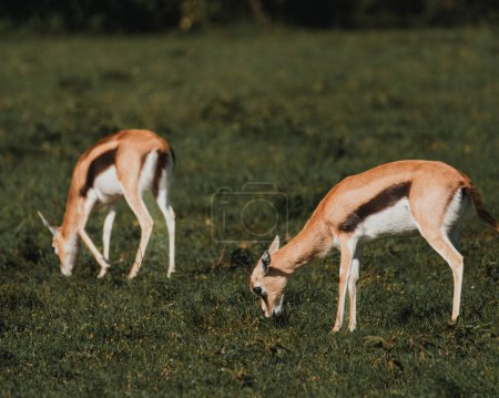 Photo for Two Grant's gazelles stride across Kenyan grassland - Royalty Free Image