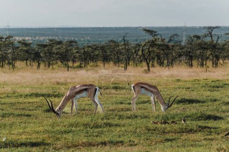 Photo for Two Grant's gazelles stride across Kenyan grassland - Royalty Free Image