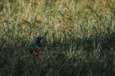 Starling camouflaged in grass, Ol Pejeta Conservancy