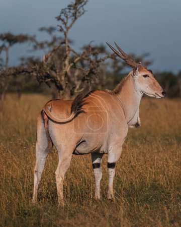Solitary eland in the verdant Masai Mara savannah