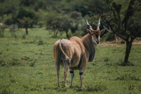 Einsames Land blickt zurück in die grüne Masai-Mara-Savanne