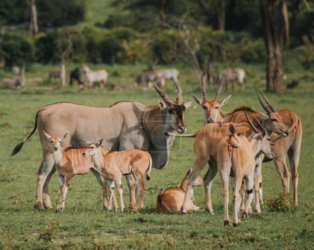 Familie von Elden mit ruhenden Kälbern in der afrikanischen Savanne