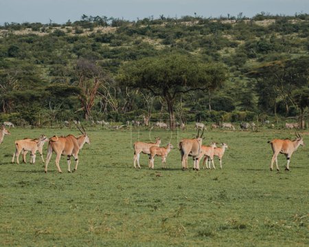 Family of elands with resting calves on the African savannah