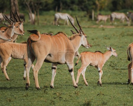 Famille des elands aux veaux reposants sur la savane africaine