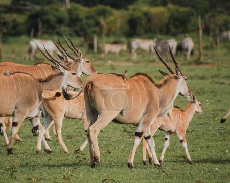 Familia de elands con terneros en reposo en la sabana africana