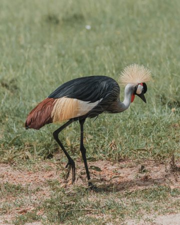 Elegant Grey Crowned Crane foraging in African grasslands