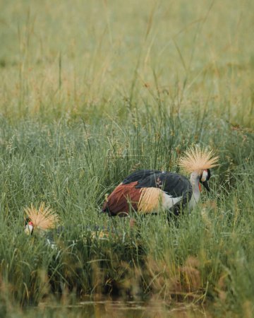 Elegant Grey Crowned Crane foraging in African grasslands