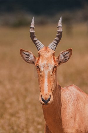 Photo for Coke's hartebeest in the vast savannah - Royalty Free Image