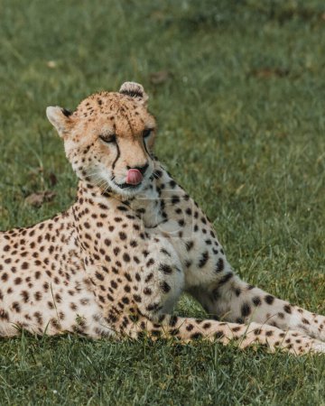 Sereno guepardo aseo en el exuberante Masai Mara