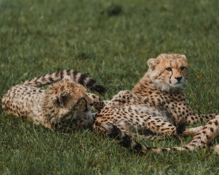 Jóvenes guepardos perfeccionan sus habilidades a través del juego en el exuberante Masai Mara