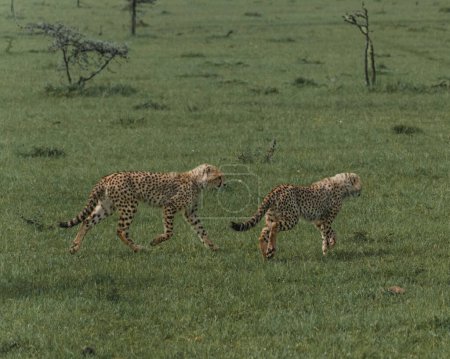 Playful young cheetahs dash across the Masai Mara grasslands.
