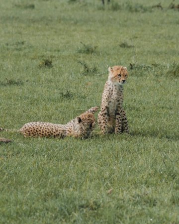 Junge Geparden verfeinern ihre Fähigkeiten durch Spielen in der üppigen Masai Mara