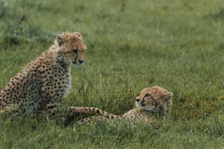 Junge Geparden verfeinern ihre Fähigkeiten durch Spielen in der üppigen Masai Mara